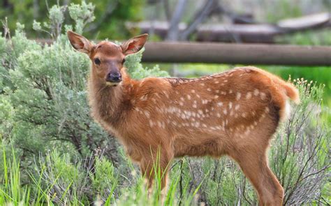 Fawn Elk Calf Pauline S Schneegas Wildlife Foundation