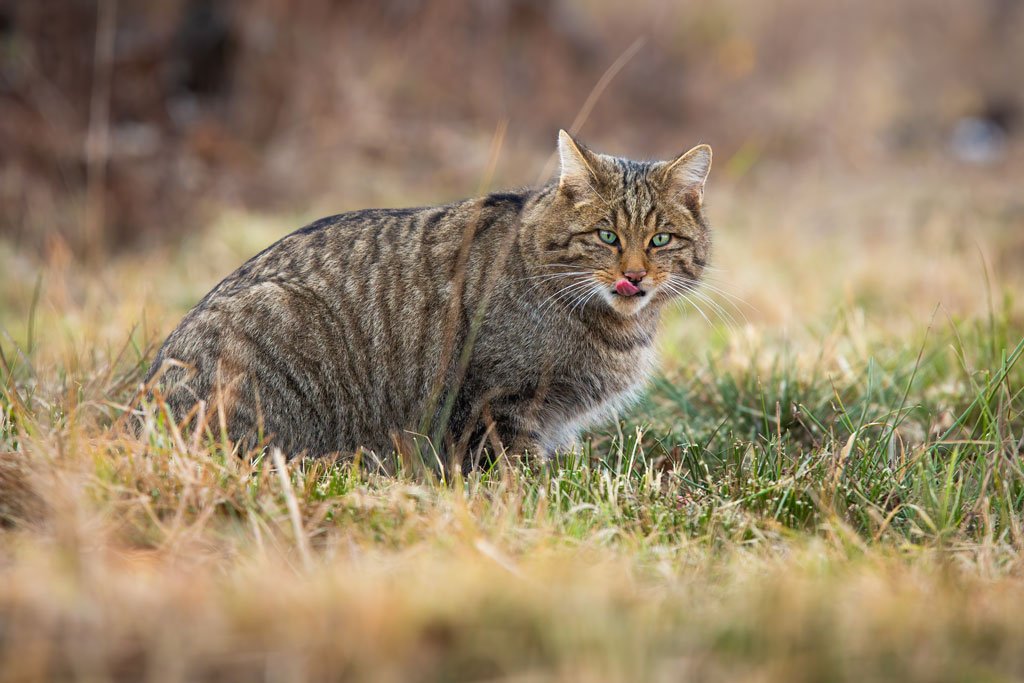 Feral Cats Hunting Beyond Expectations Vet Practice Magazine