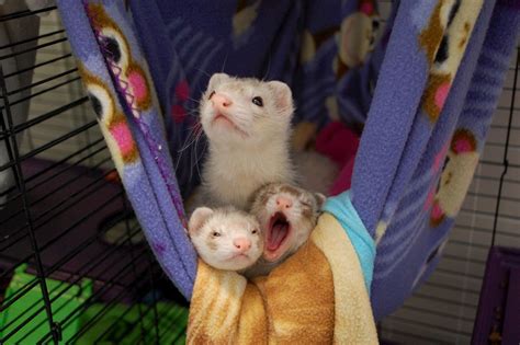 Ferret Care Essentials