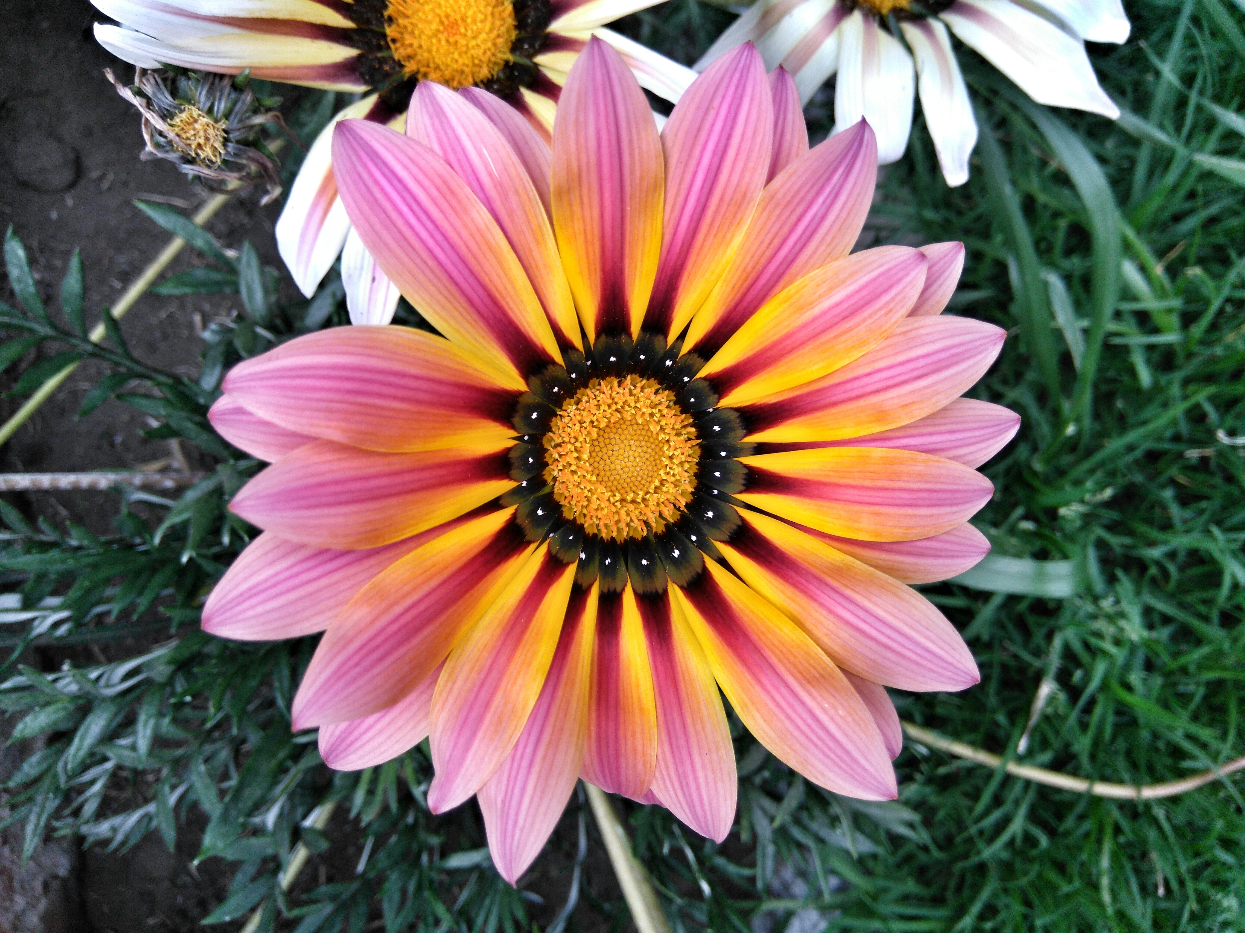 How to Find Quality Flowers Plants on Sale Without Overpaying