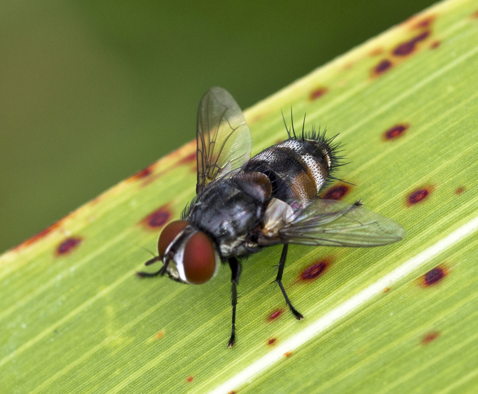 Fly Identification Types Of Flies House Fly Anatomy Amp Life Cycle