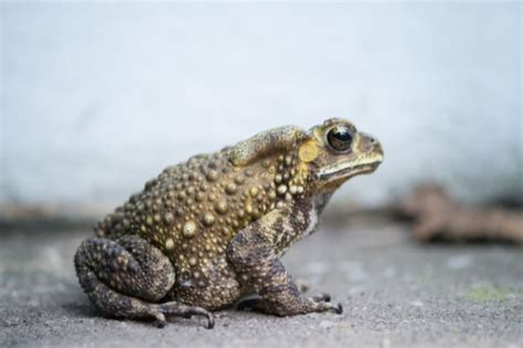 Avoid Mistakes When Treating Frog Warts to Prevent Further Skin Damage