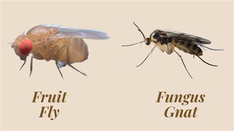 Fruit Fly Vs Gnat