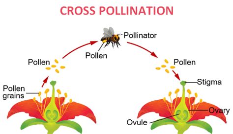 Genetic Variations Cross Pollination