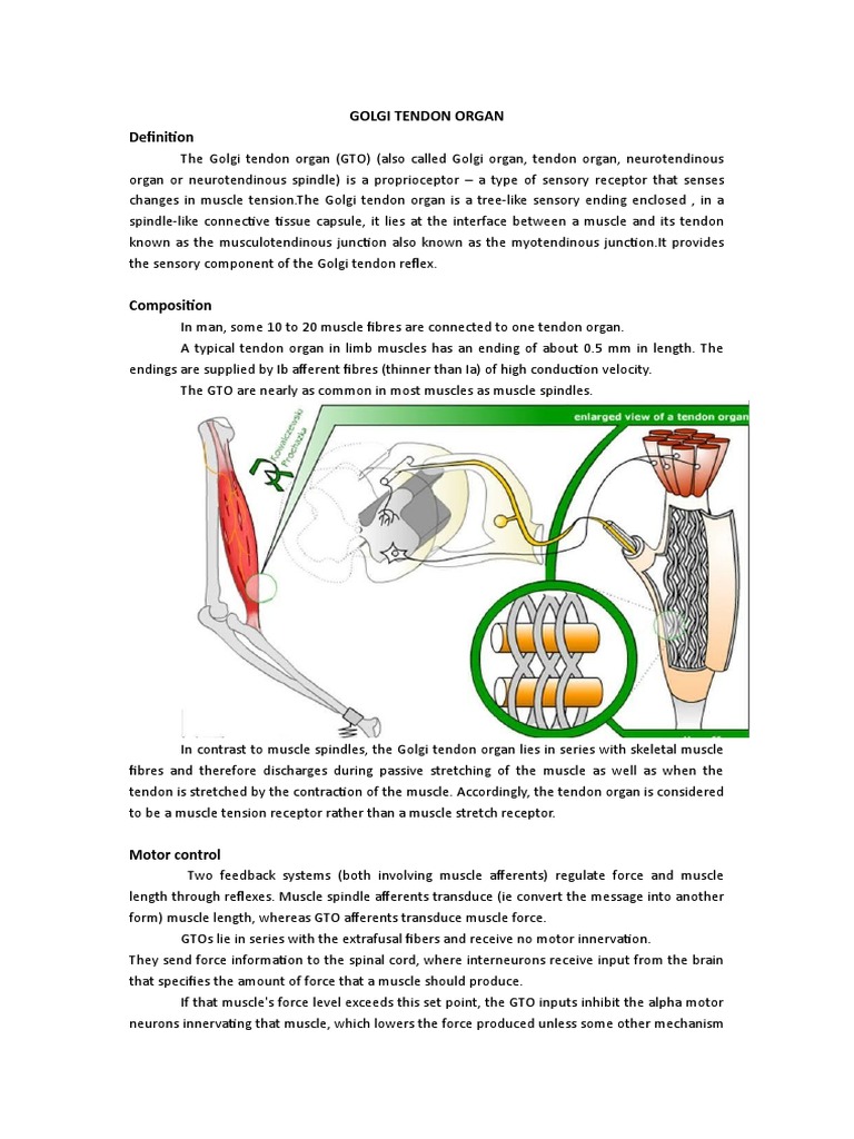 Golgi Tendon Organ Anatomy Anatomy Amp Physiology Illustration