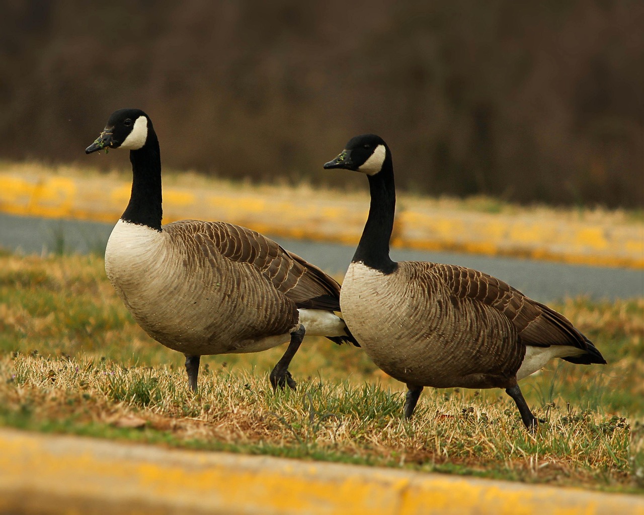 Goose Facts Types Lifespan Size Classification Habitat Pictures Goose Facts Types Lifespan Size Classification Habitat Pictures
