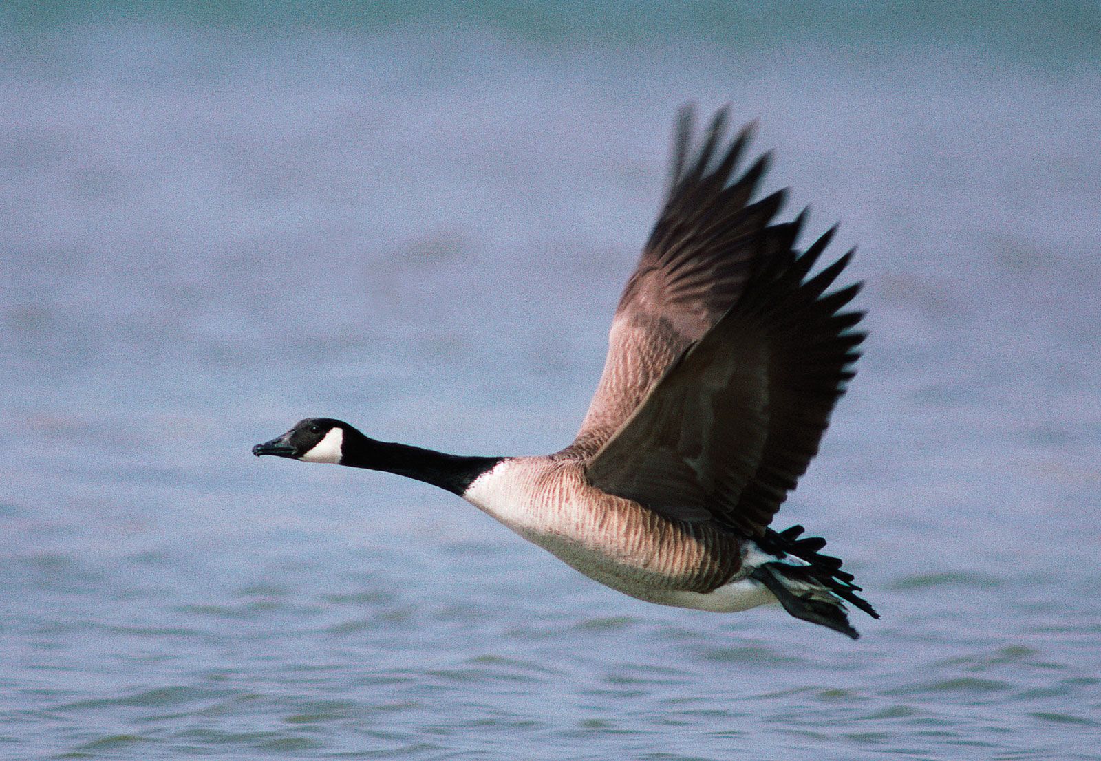 5 Goose Facts