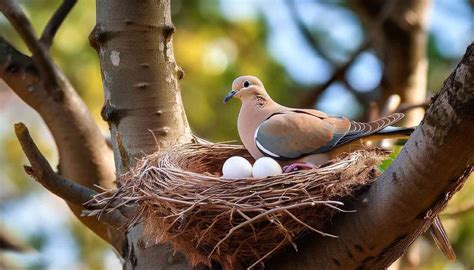 Beware of Common Mistakes When Observing Gray Doves Nesting