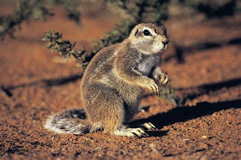 Ground Squirrel Behavior Diet Habitat Britannica Ground Squirrel Behavior Diet Habitat Britannica