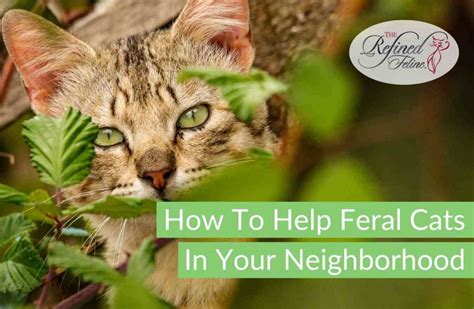 Help Feral Cats