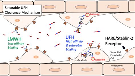 Heparin Pharmacology Tusom Pharmwiki