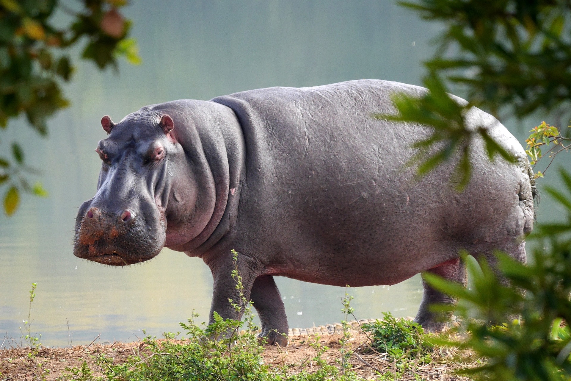 Discover How a Hippo in Water Conveys Power and Grace