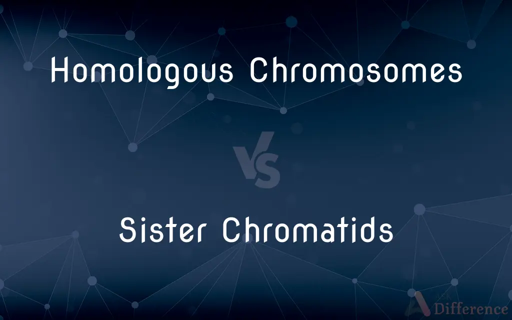 Homologous Chromosomes Vs Sister Chromatids