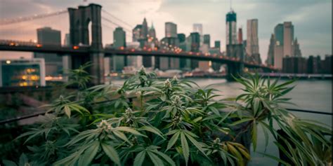 How New York Illegally Sells Oklahoma S Legal Weed The New York Times How New York Illegally Sells Oklahoma S Legal Weed The New York Times