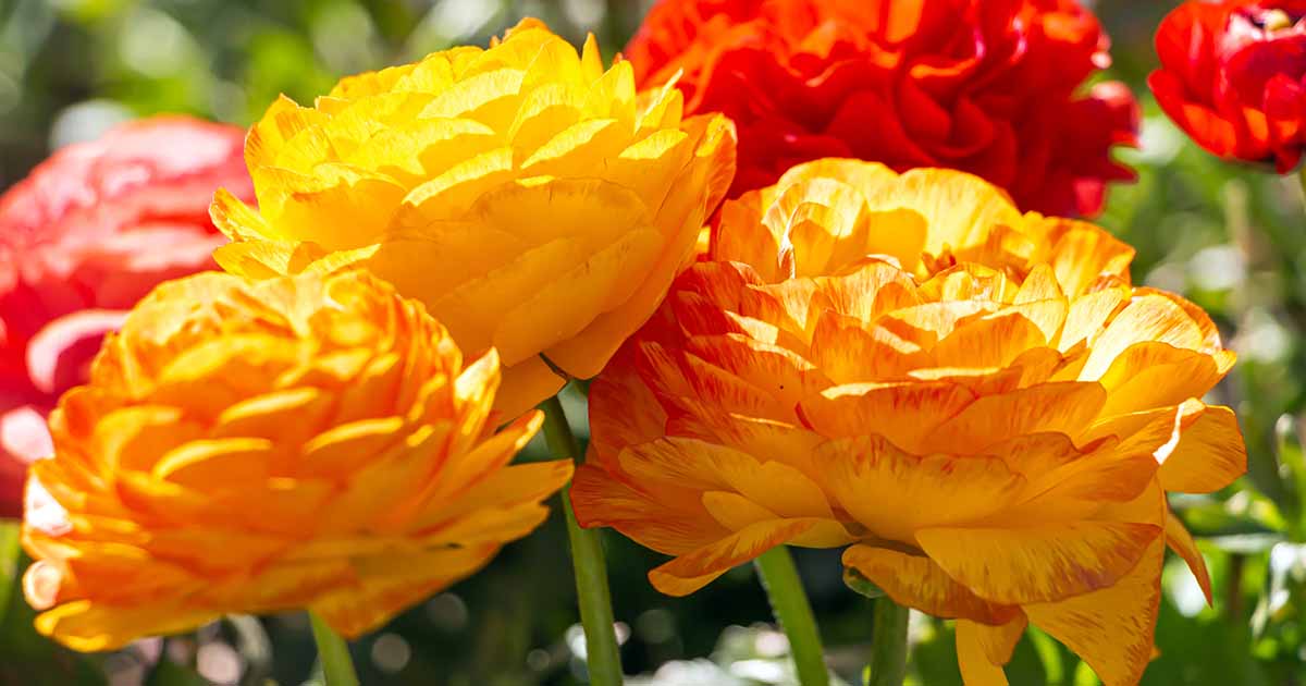 How To Grow And Care For Ranunculus Flowers