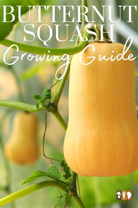 How To Grow Butternut Squash Tips For A Bountiful Harvest