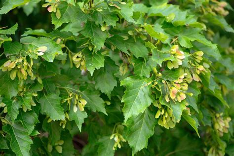 How To Identify And Remove Amur Maple