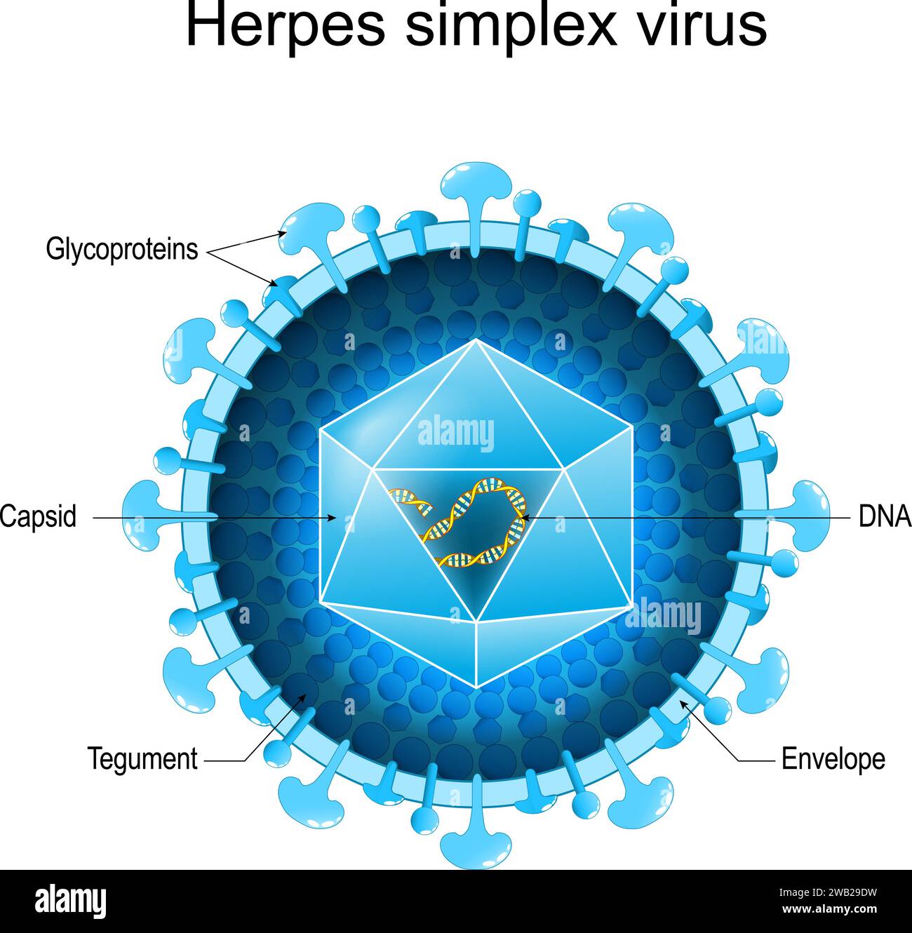 HSV vs HPV: Understanding Differences Compared to Other STDs