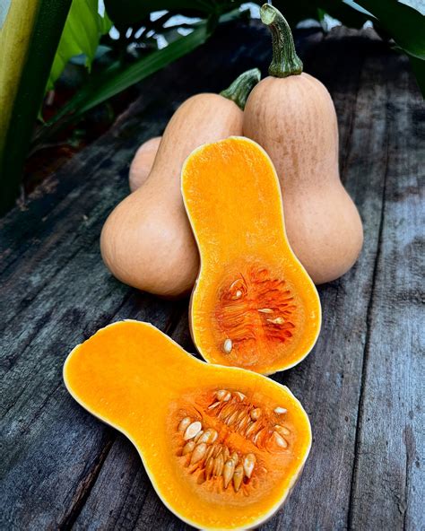Introducing Our Baby Butternut Squash A Premium Locally Grown Ingredient Crafted For Culinary Excellence Organically And Soil Grown With Sustainability At The Heart Of Our Farming We Use Rainwater Food Waste Fertilisers