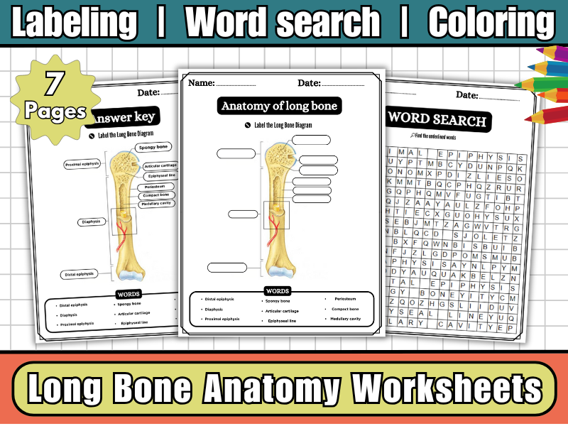 Label The Bone Diagram