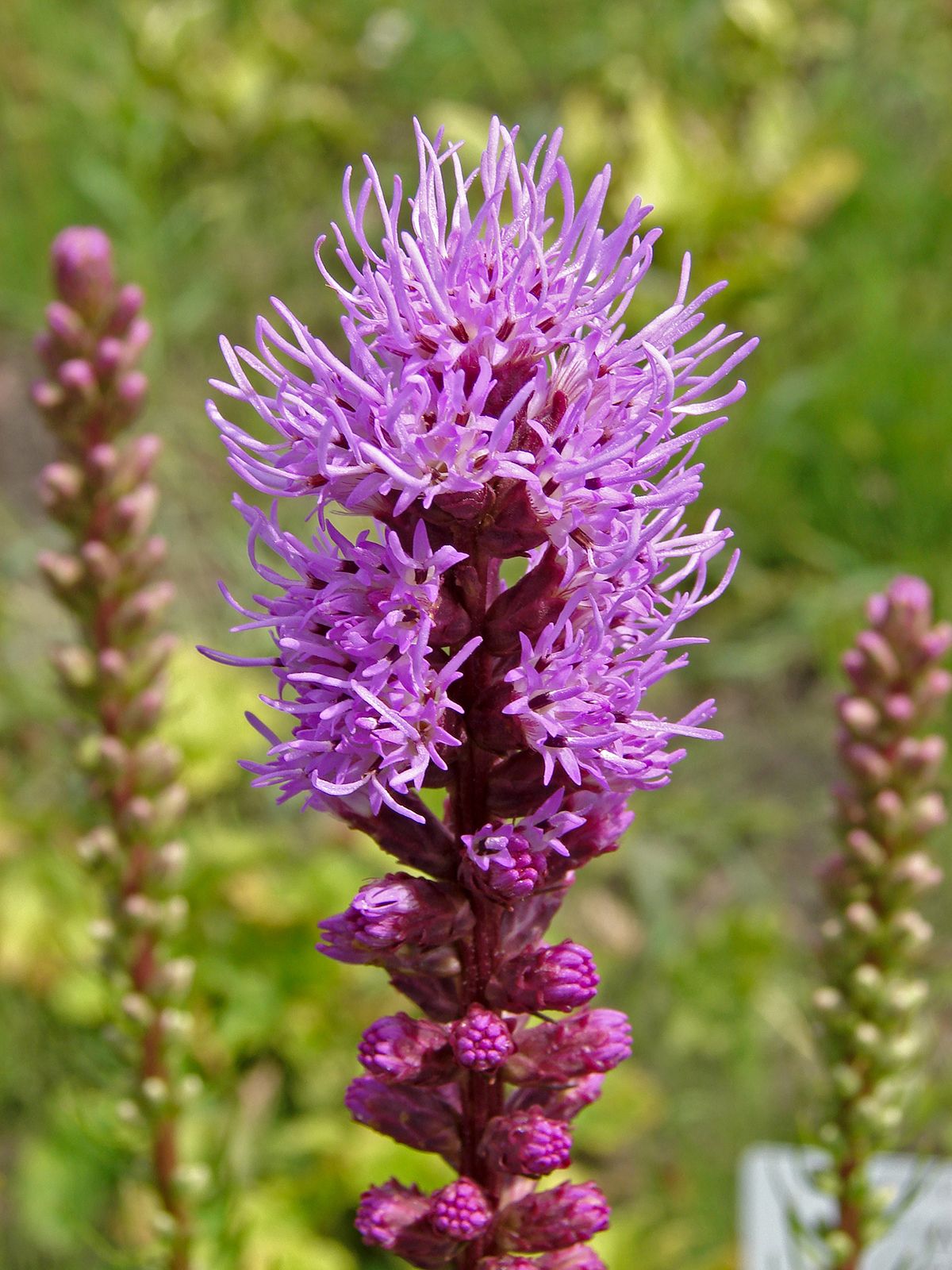 Liatris Aspera Guide for Beginners: Growing and Caring Tips