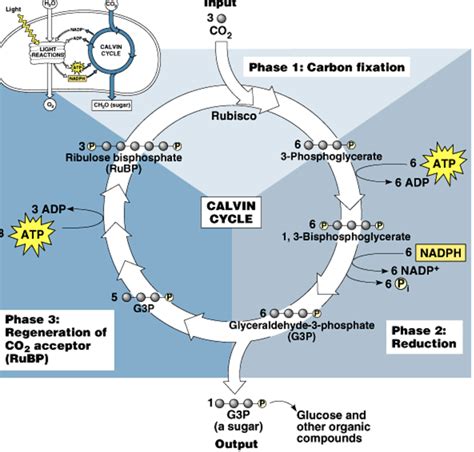 Light Independent Reaction And Calvin Cycle