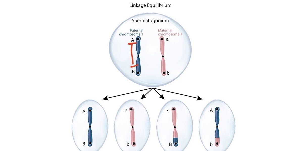 Understanding Why Linkage Equilibrium Matters in Genetic Diversity