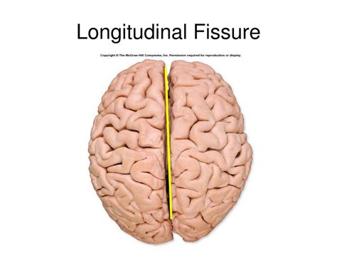 The Ultimate Guide to Understanding the Longitudinal Fissure