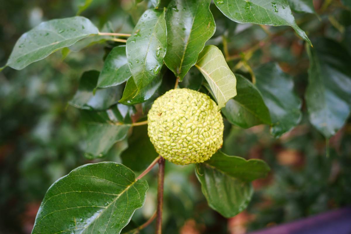 Future Prospects and Innovations Shaping the Evolution of maclura aurantiaca