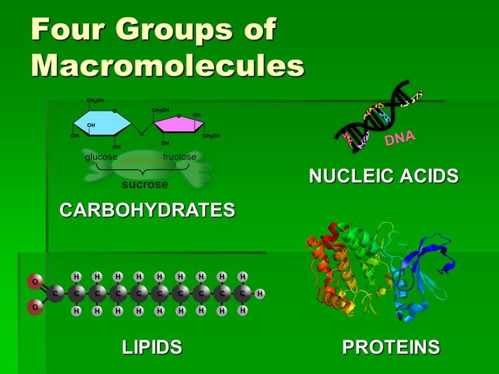 Macromolecules And Enzymes Ppt Notes