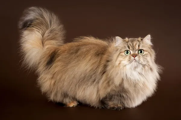 Манчкин игры онлайн