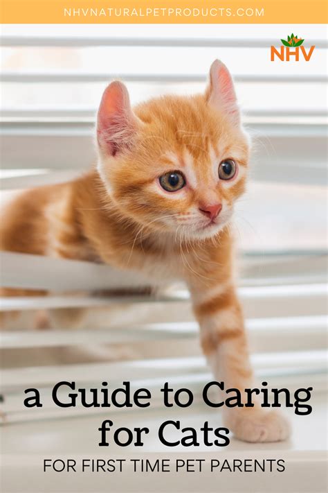 New Pet Parent Tips How To Take Care Of A Cat Nhv Blog Pet Parent New Pet Parent Tips How To Take Care Of A Cat Nhv Blog Pet Parent