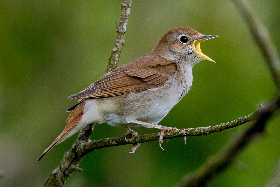 5 Nightingale Facts