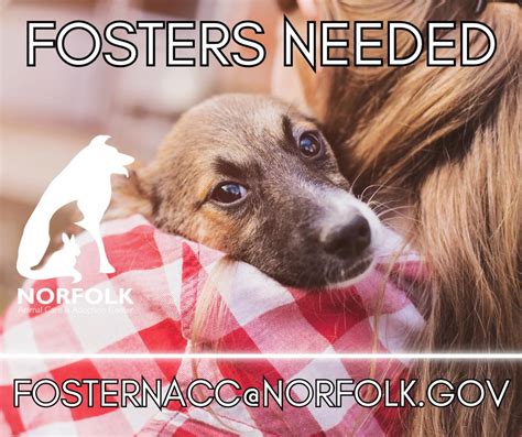 Norfolk Animal Care Center Did You Know Fostering Saves Lives
