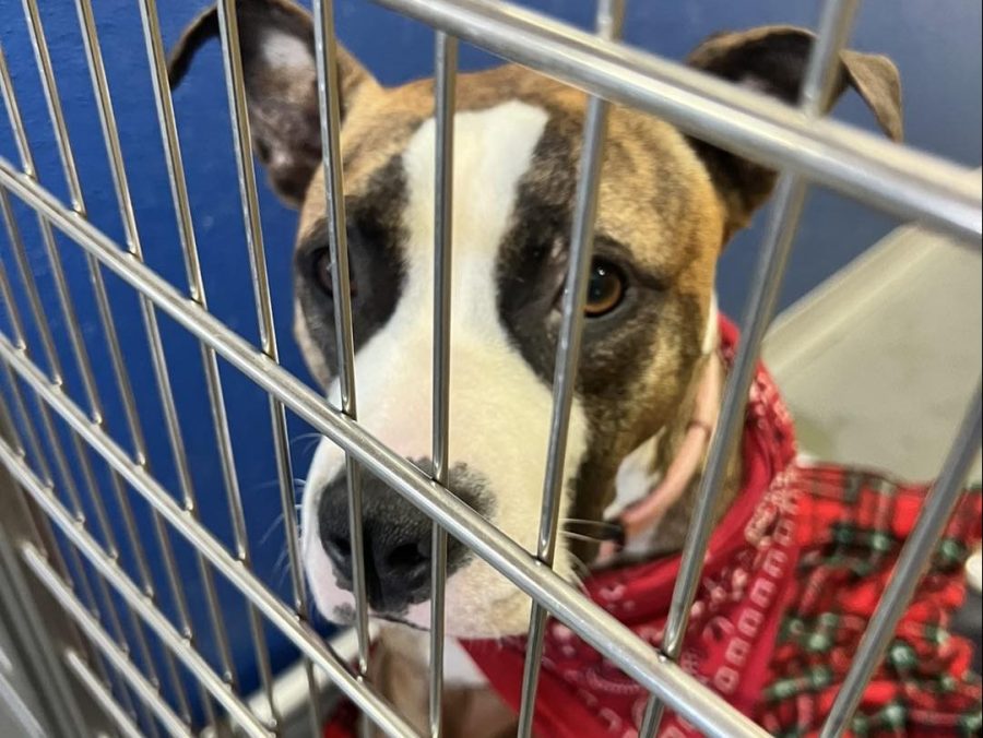 Norfolk Animal Care Center Jobs Available