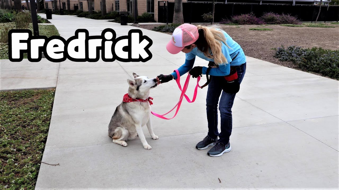 Oc Animal Care 05 31 19 Youtube