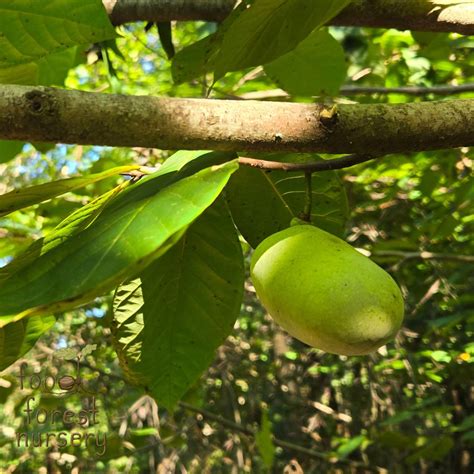 Pawpaw Tree For Sale 1 2Ft Bareroot Organic Seedling Pawpaw Tree For Sale 1 2Ft Bareroot Organic Seedling