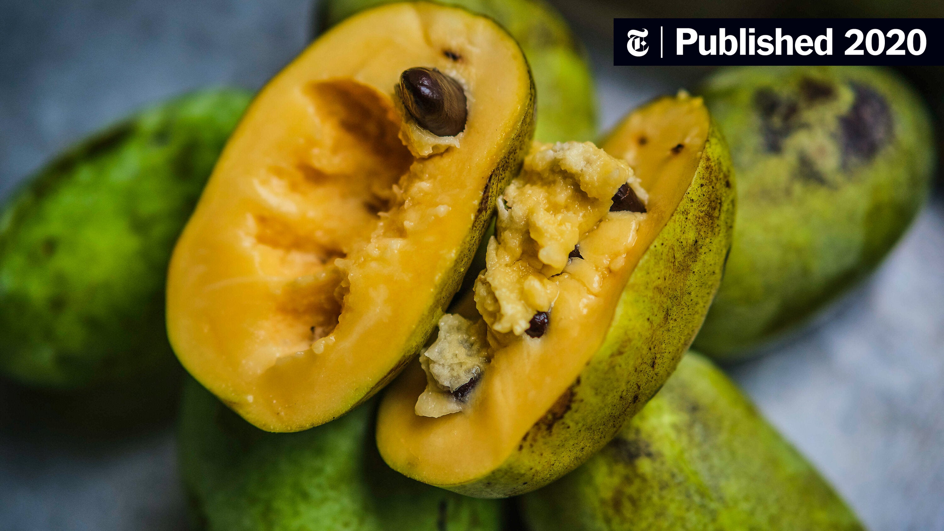 Pawpaw Tree For Sale