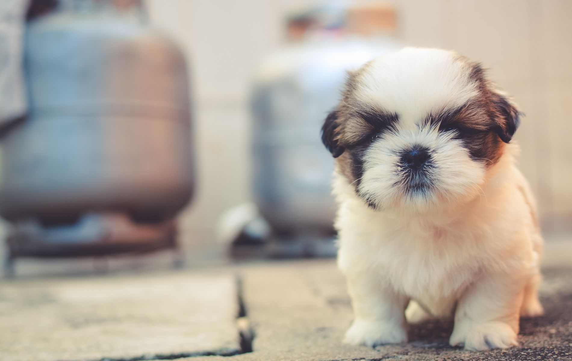 Pet Check Urgent Care Costs Revealed