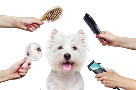 Pet Grooming Care Tips