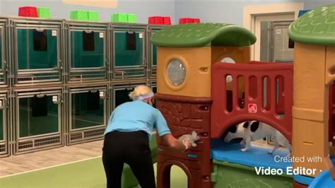 Pet Paradise Georgetown Virtual Tour Youtube