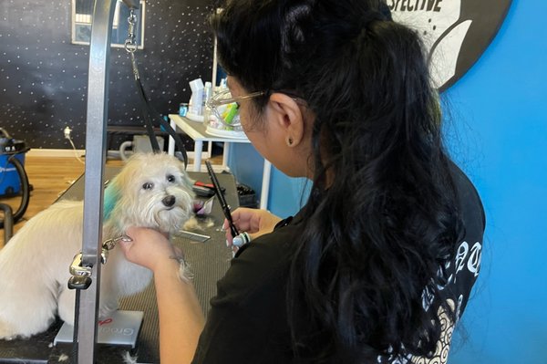 Pet Safe Lawn Care Tips To Remember This Season Pet Safe Lawn Care Tips To Remember This Season