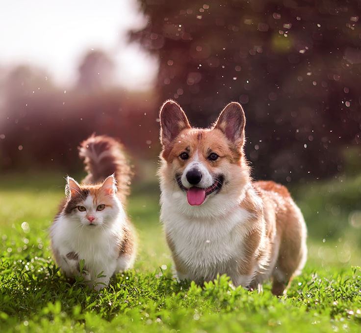 Pet Stairs for Car Ease