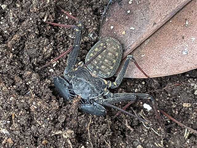 Phrynus Marginemaculatus Wikipedia