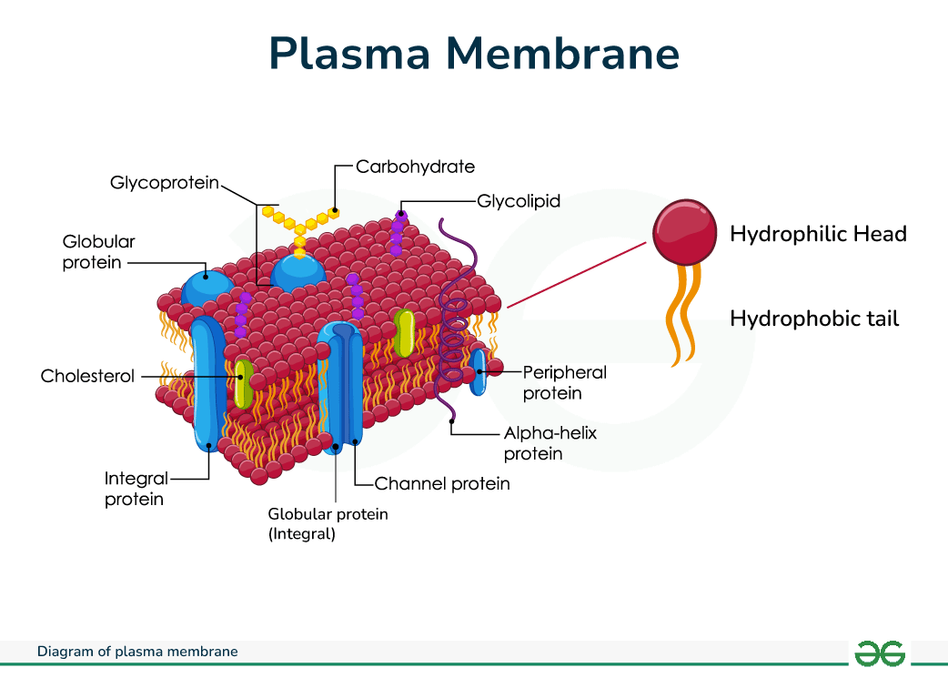 Plasma Membrane Diagram