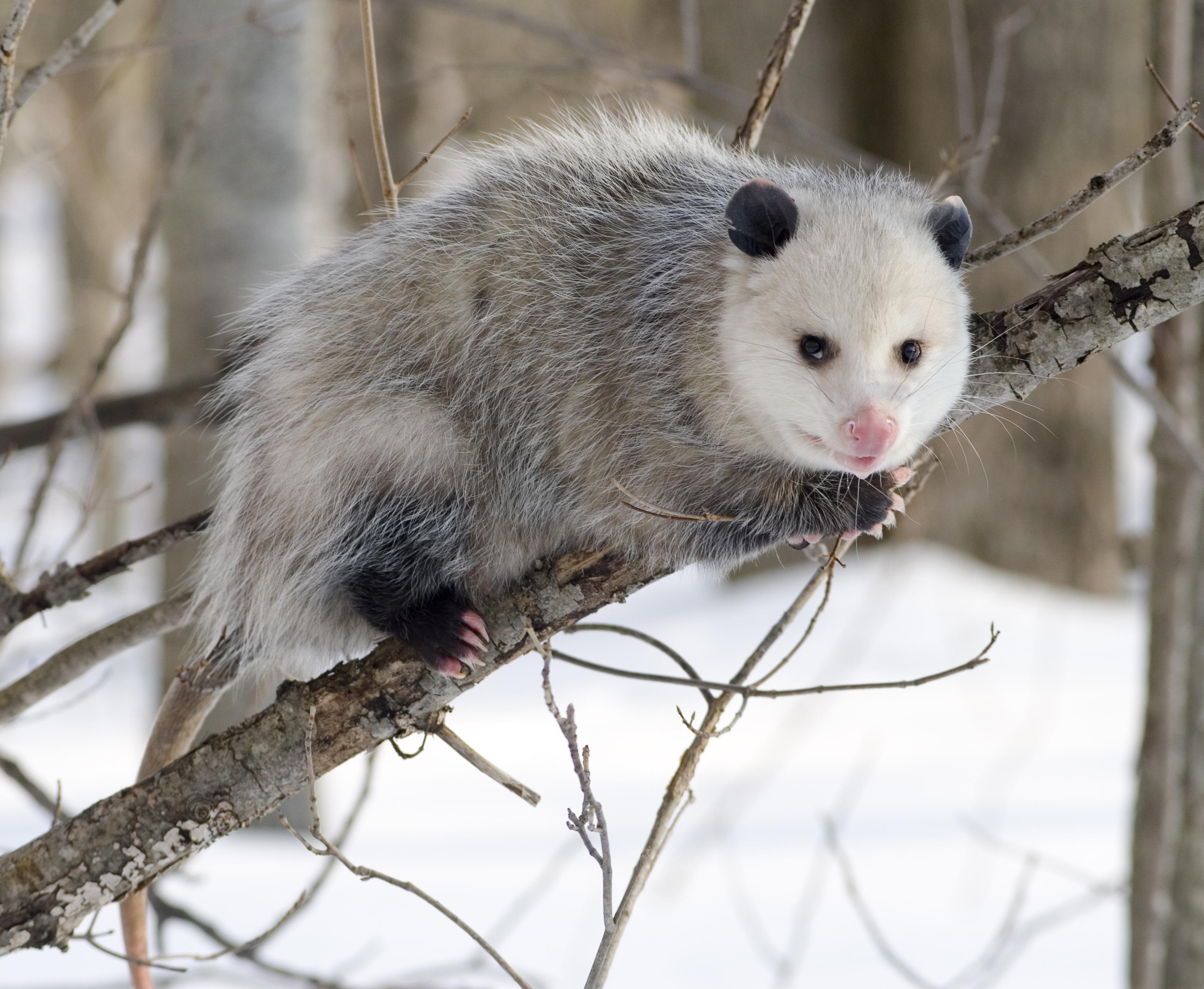 The Financial Impact of Possum Rabies on Public Health and Wildlife Management