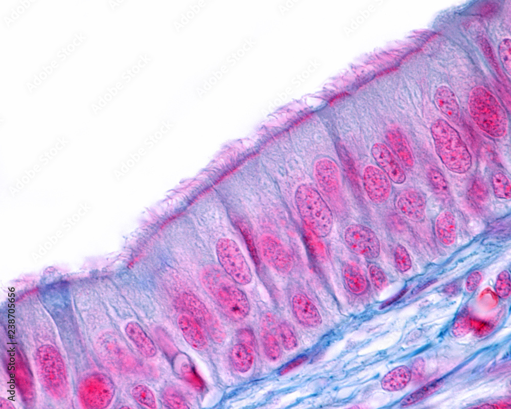 Pseudostratified Ciliated Columnar Epithelial Tissue