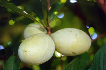 Rappahannock Pawpaw Treeling Rappahannock Pawpaw Treeling