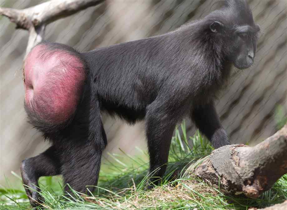 Red Butt Monkey