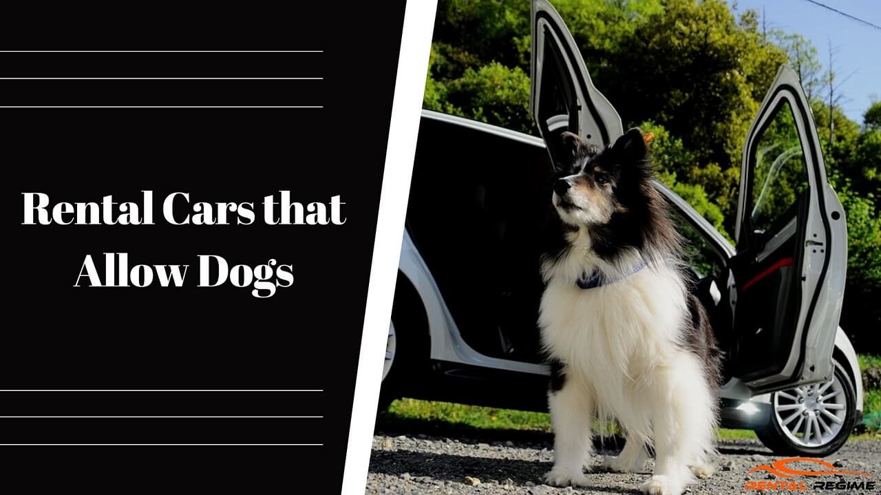 Rental Cars That Allow Dogs 5 Top Companies Rental Cars That Allow Dogs 5 Top Companies